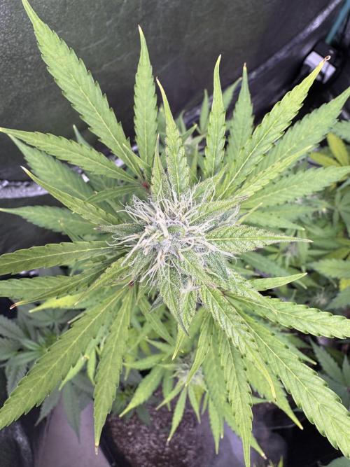 Purple Tangie Auto - Supernatural Seeds. Week 10