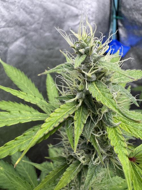 Purple Tangie Auto - Supernatural Seeds. Week 10