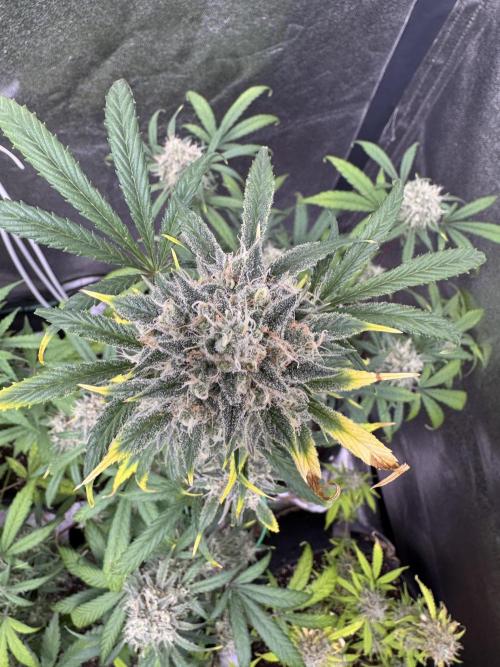 Sour Apple X Strawberry Gorilla Auto. Week 11