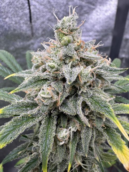 Sour Apple X Strawberry Gorilla Auto. Week 11