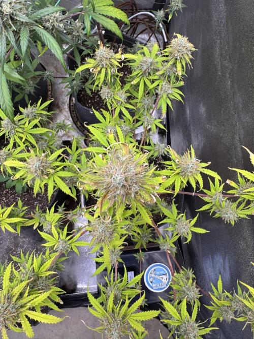 Apple Betty Auto from Herbies Seeds. Week 12