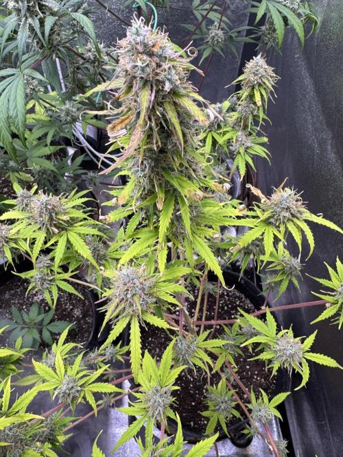 Apple Betty Auto from Herbies Seeds. Week 12