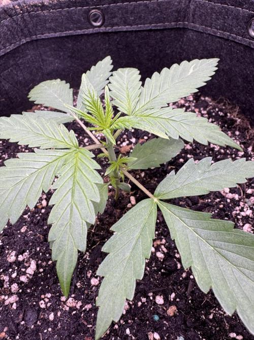 CBD Lemon Auto-Run #2 Herbies Seeds. Week 3