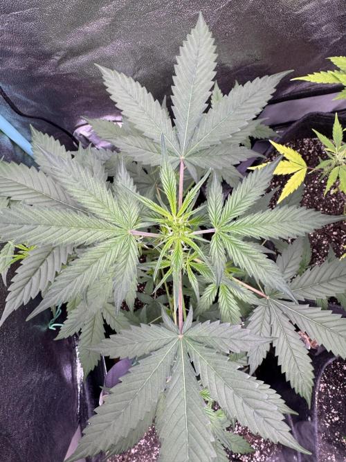 Sticky Broccoli Auto-Zamnesia. Week 5