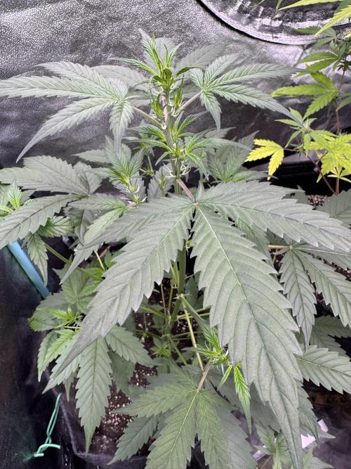 Sticky Broccoli Auto-Zamnesia. Week 5