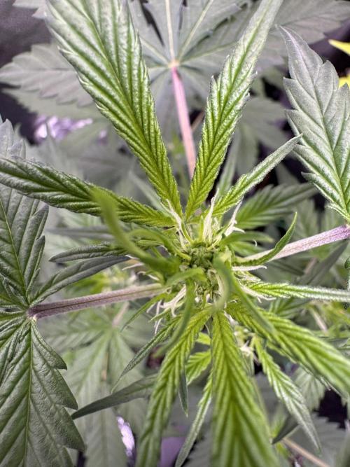 Sticky Broccoli Auto-Zamnesia. Week 5