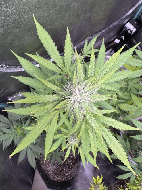 Purple Tangie Auto - Supernatural Seeds. Week 10