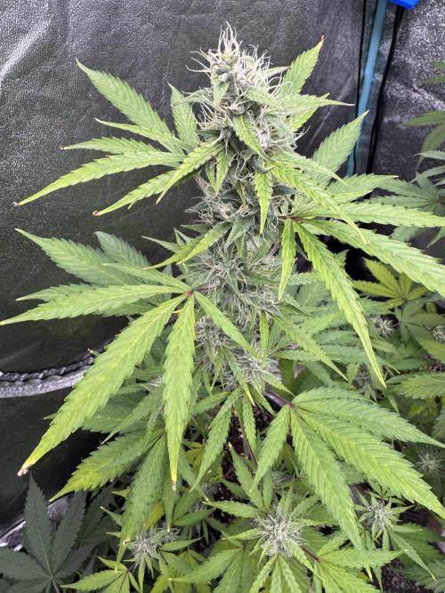 Purple Tangie Auto - Supernatural Seeds. Week 10