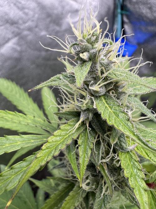 Purple Tangie Auto - Supernatural Seeds. Week 10