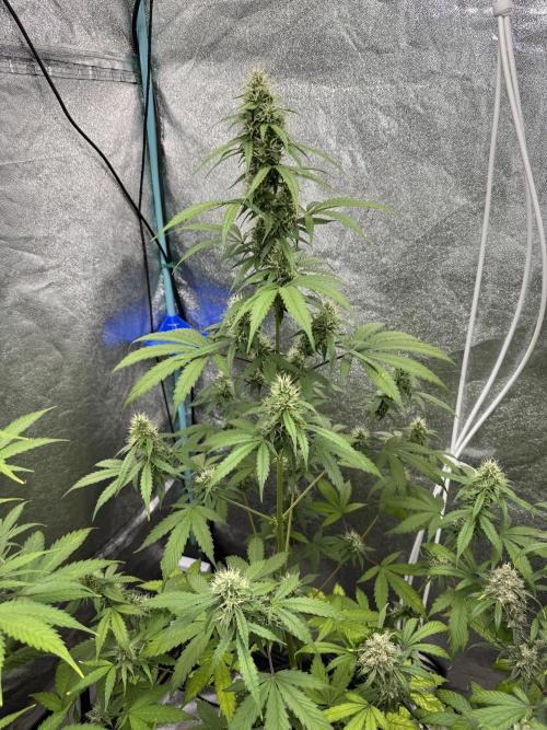 Wild Strawberry F1 Auto Run 2-TasteBudz. Week 9