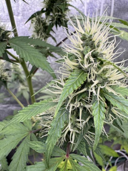 Wild Strawberry F1 Auto Run 2-TasteBudz. Week 9