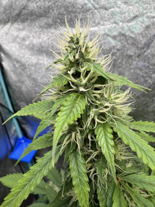 Wild Strawberry F1 Auto Run 2-TasteBudz. Week 9