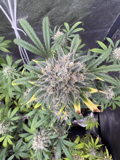 Sour Apple X Strawberry Gorilla Auto. Week 11