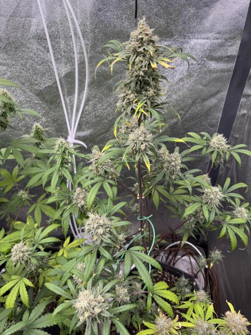 Sour Apple X Strawberry Gorilla Auto. Week 11