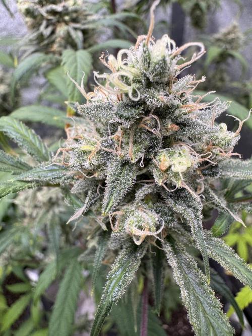 Sour Apple X Strawberry Gorilla Auto. Week 11