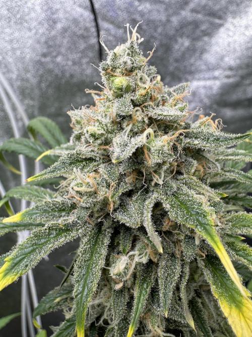 Sour Apple X Strawberry Gorilla Auto. Week 11