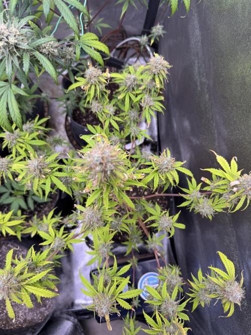 Apple Betty Auto from Herbies Seeds. Week 13