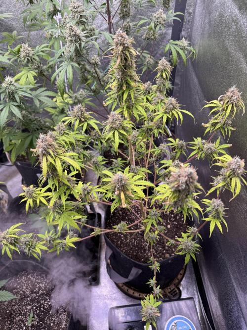 Apple Betty Auto from Herbies Seeds. Week 13