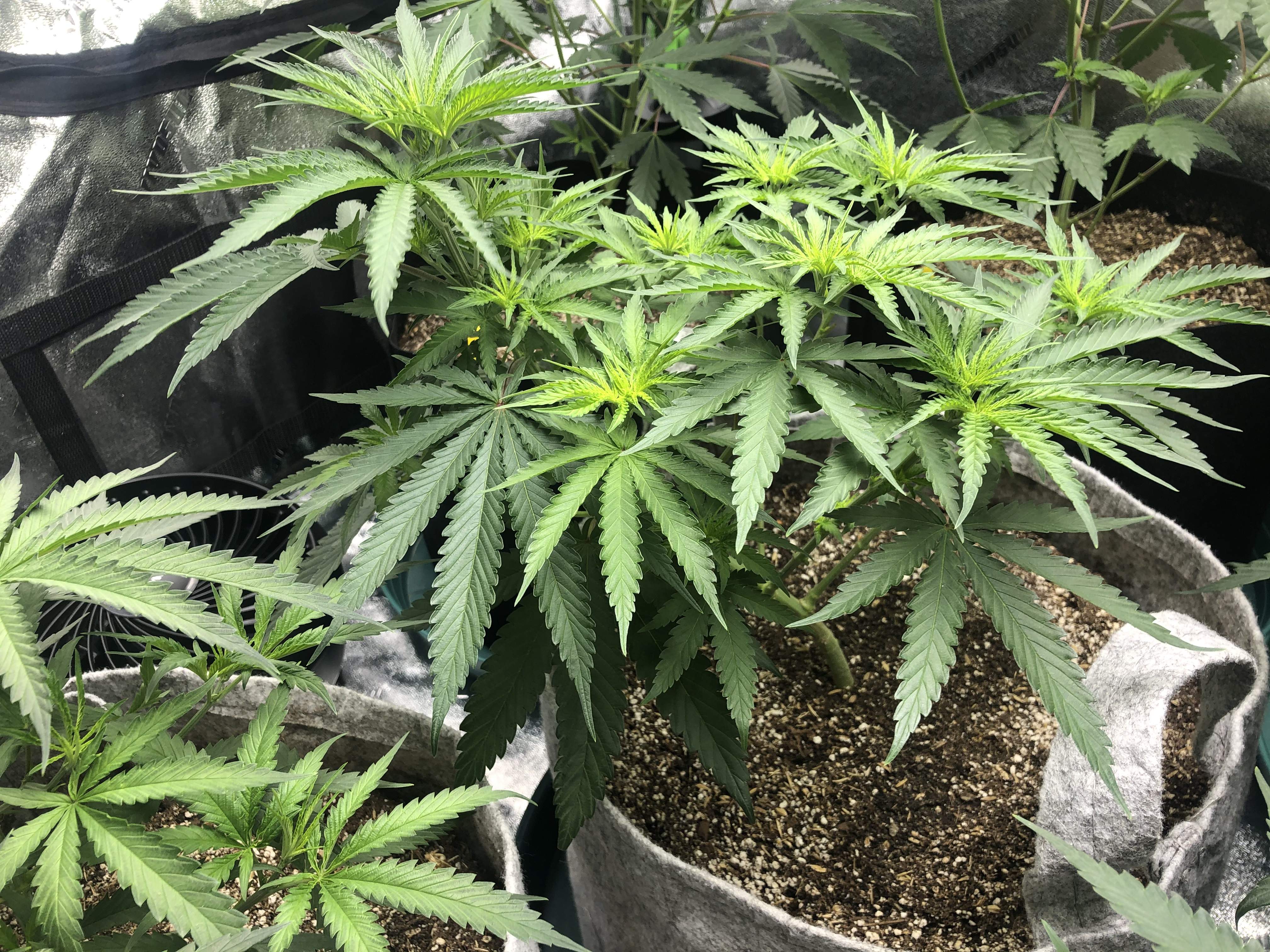 Irie Genetics Orange Gasm 2 grow diary (journal) 2 week6 by JearBear