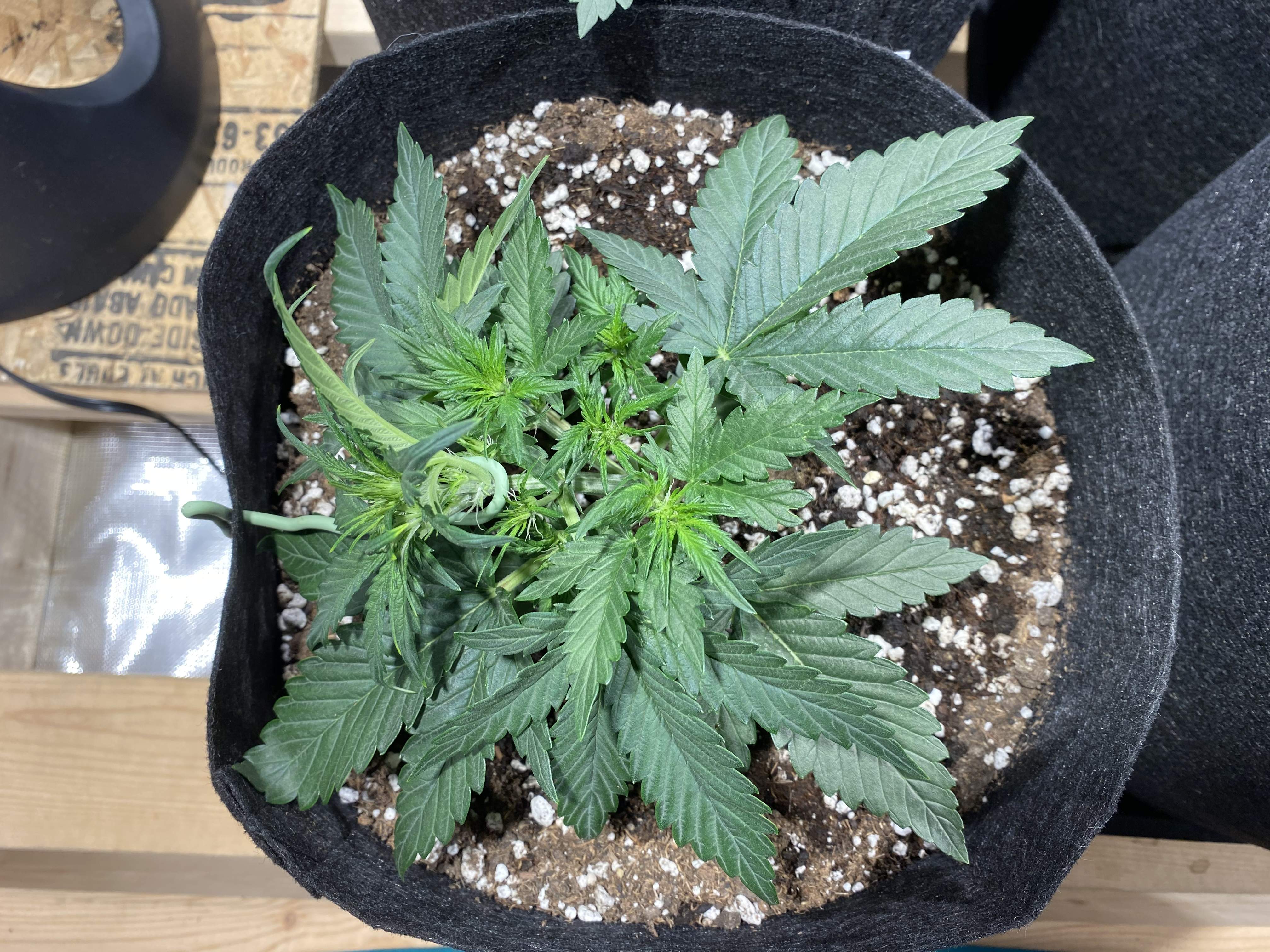 ETHOS Banana Daddy R1, ETHOS OG Kush Autoflower R5