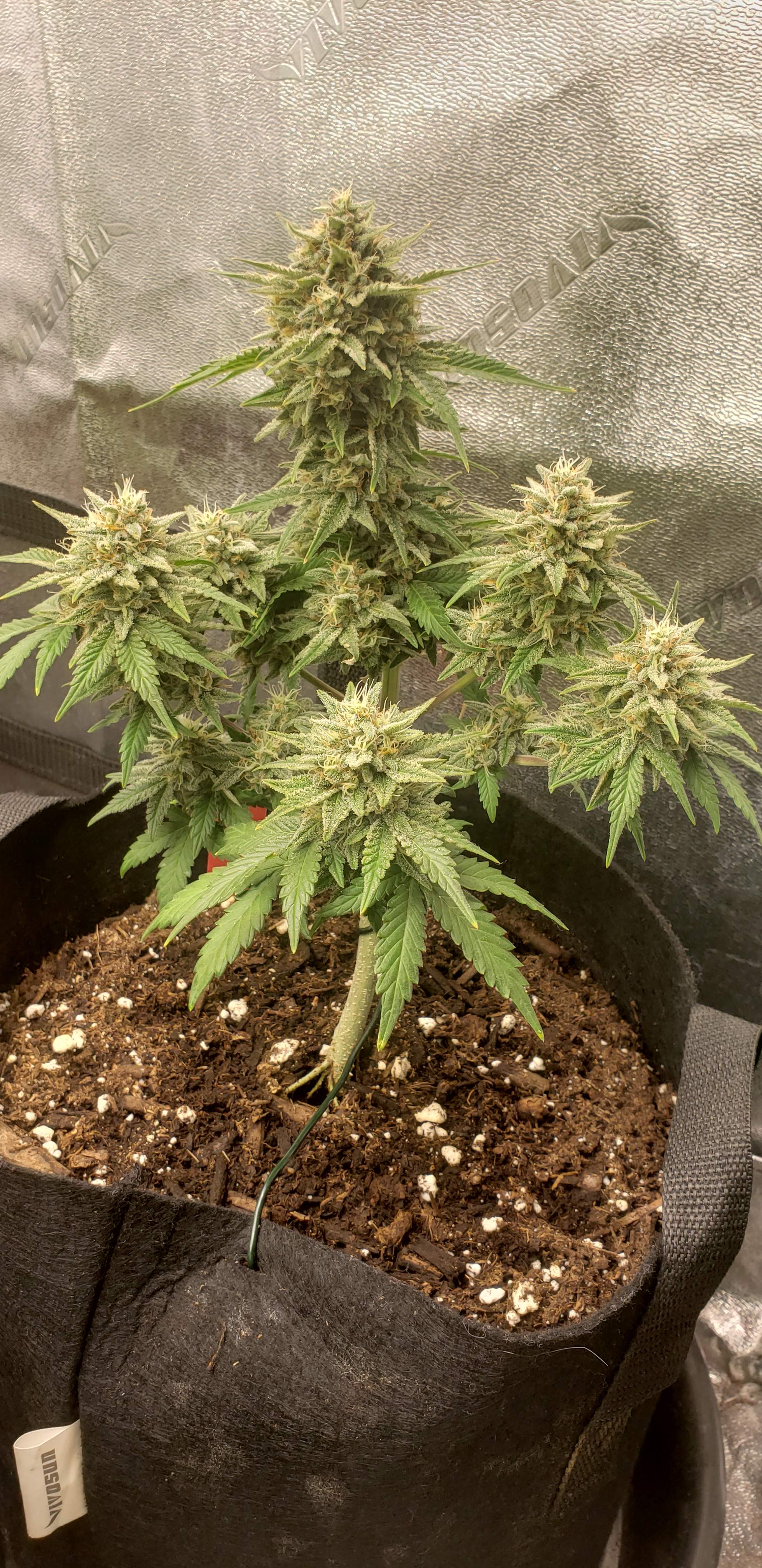 Fast Buds Strawberry Pie Auto 2 grow diary (journal) 2 week9 by