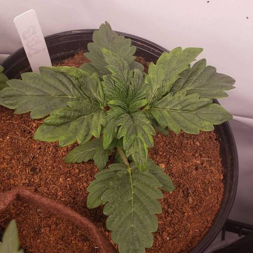 Custom Breeder & Strain Thug Pug Peanut Butter Breath grow journal by