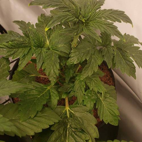 Custom Breeder & Strain Thug Pug Peanut Butter Breath grow journal by