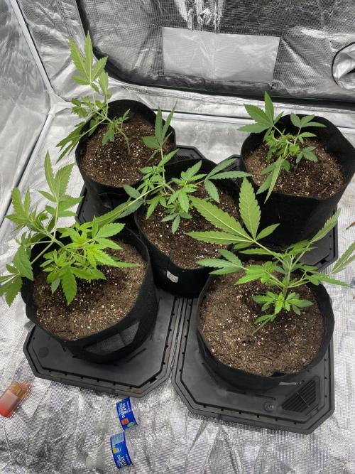 Triple cheese. Week 1