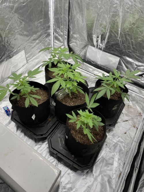 Triple cheese. Week 2