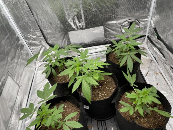 Triple cheese. Week 2