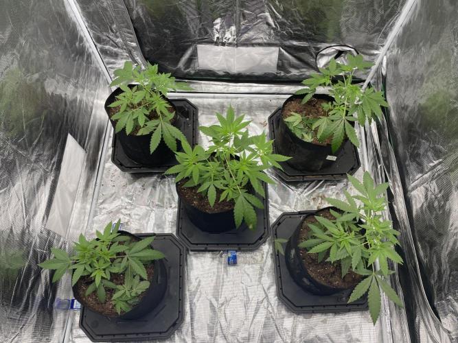 Triple cheese. Week 2
