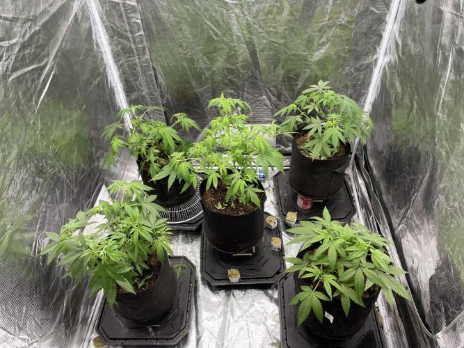 Triple cheese. Week 3