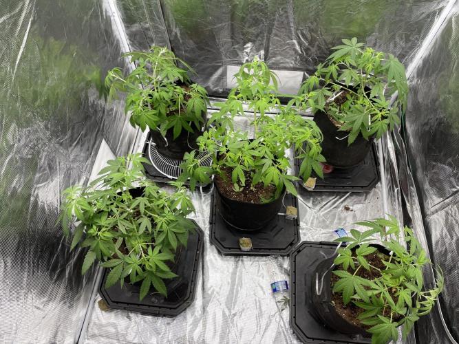 Triple cheese. Week 3