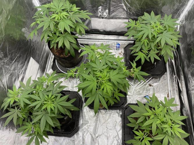 Triple cheese. Week 4