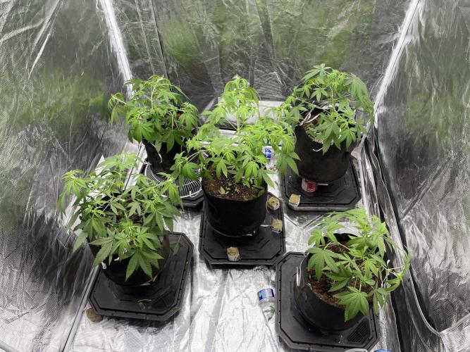 Triple cheese. Week 4