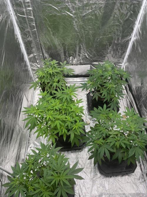 Triple cheese. Week 5