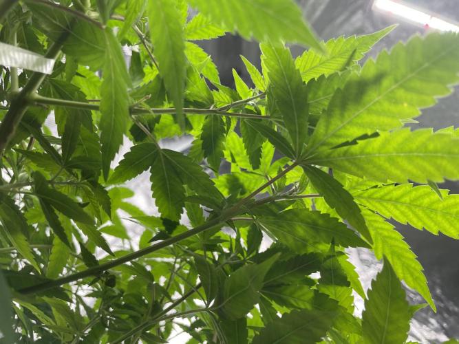 Triple cheese. Week 5