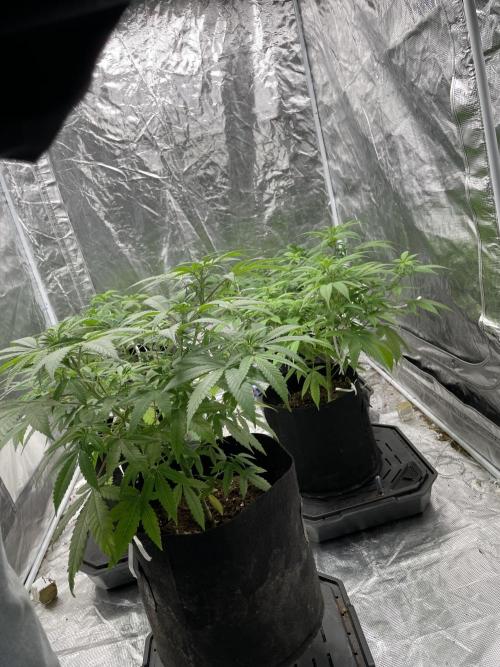 Triple cheese. Week 5