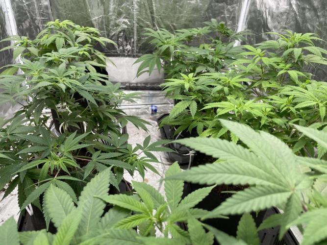 Triple cheese. Week 5