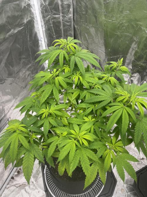 Triple cheese. Week 6