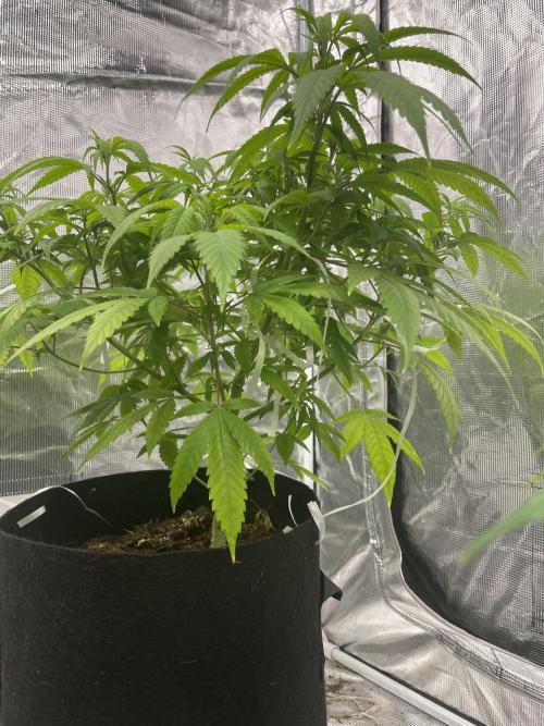 Triple cheese. Week 6