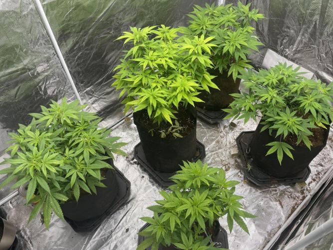 Triple cheese. Week 6