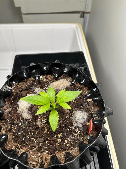 sour cherry diesel grow. Week 1 - Week two 