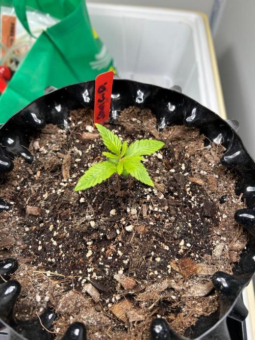 sour cherry diesel grow. Week 1 - Week one mother plant 