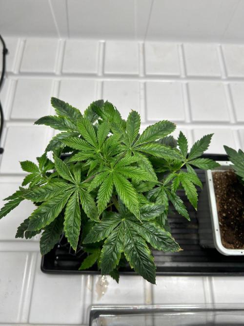 sour cherry diesel grow. Week 1
