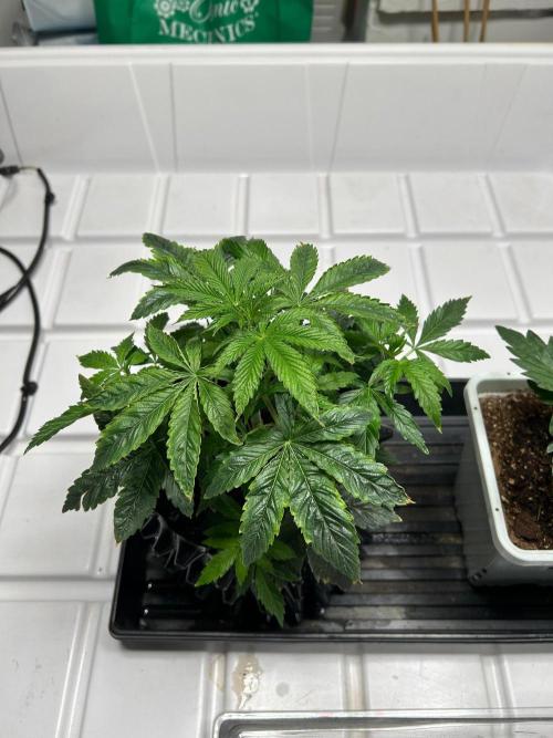 sour cherry diesel grow. Week 1