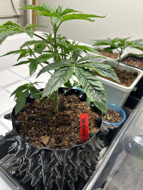 sour cherry diesel grow. Week 1