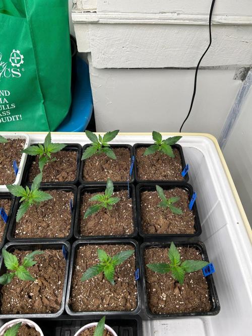 sour cherry diesel grow. Week 1