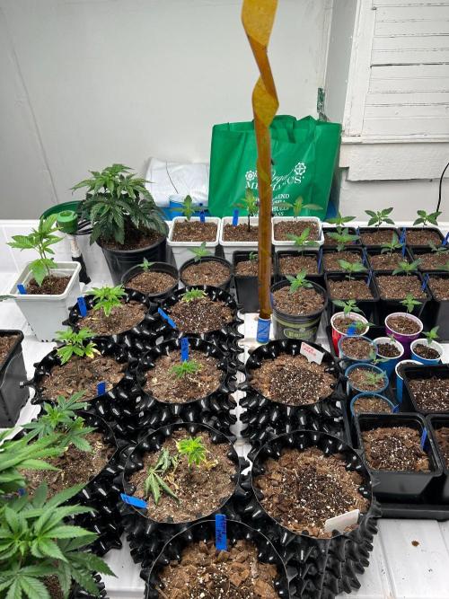sour cherry diesel grow. Week 1