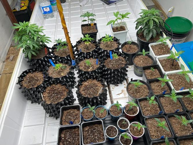 sour cherry diesel grow. Week 1